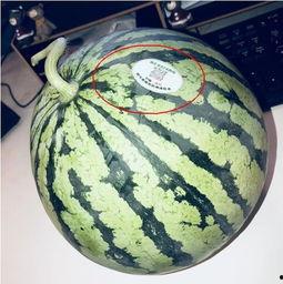 吃瓜上海网红,揭秘上海网红的吃瓜日常  第1张